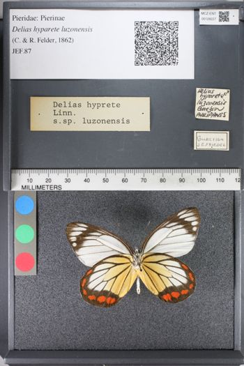 Media type: image;   Entomology 128227